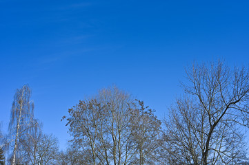 crown of trees against the sky. without leaves