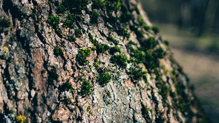 Wood wall texture