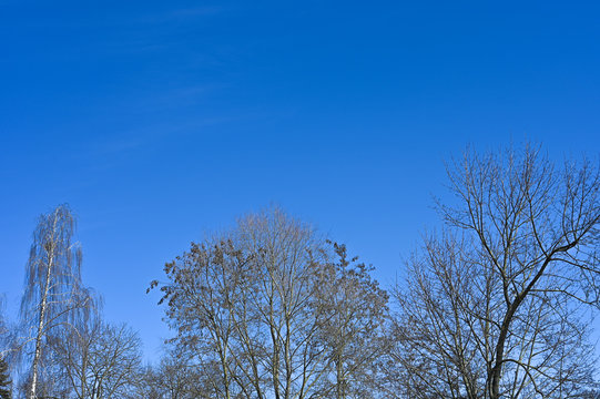 crown of trees against the sky. without leaves