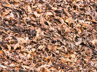 Abstract autumn leaves in forest