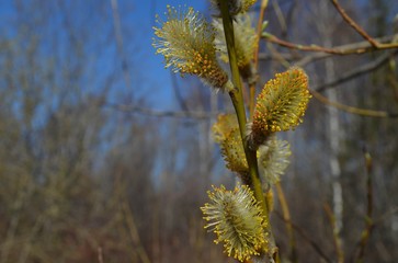 willow branches in the wind