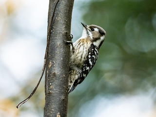 Japanese pygmy woodpecker perched in a forest 2