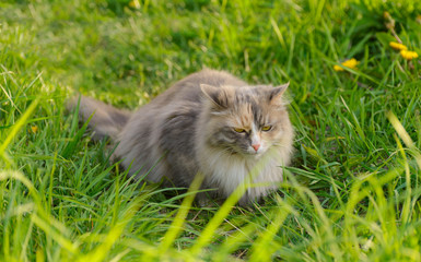 Naklejka na ściany i meble One gray fluffy cat with its narrowed eyes is on the green grass in outside.