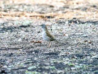 pale thrush standing in a farm field 1