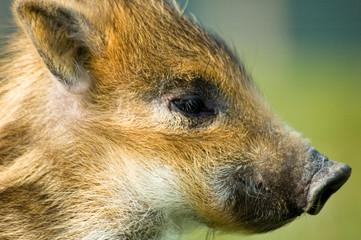 Adorable marcassin dans l'herbe d'une foret d'Europe