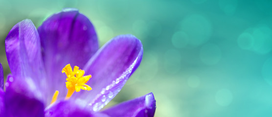 Fototapeta na wymiar Macro Shot of a purple flowering crocus isolated on green.