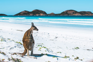 Kangaroo on a white sand beach and turquoise water