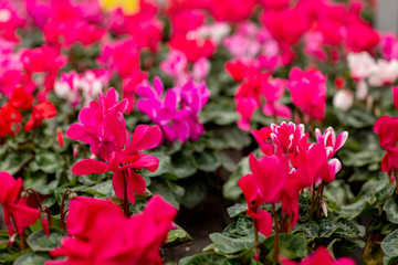 A colorful variety of cyclamen flowers in blossom in greenhouse. Plants ready for sales. Close up cyclamens with green leaves in pots. Gardening concept