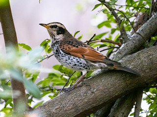 Dusky thrush in a tree in a Japanese Park 1