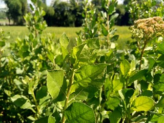 Pluchea indica (Indian camphorweed, Indian fleabane, Indian pluchea, Baccharis indica L) with natural background. This plant contains β-sitosterol and stigmasterol, which have antidiabetic properties.