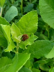 Pluchea indica (Indian camphorweed, Indian fleabane, Indian pluchea, Baccharis indica L) with natural background. This plant contains β-sitosterol and stigmasterol, which have antidiabetic properties.