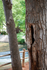 Fototapeta premium Tree texture with river in the background