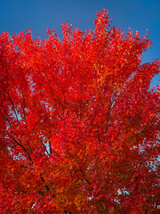 Red autumn leaves tree with a clear blue sky