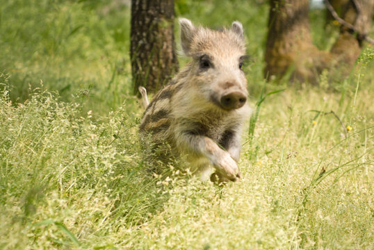 Adorable marcassin dans l'herbe d'une foret d'Europe
