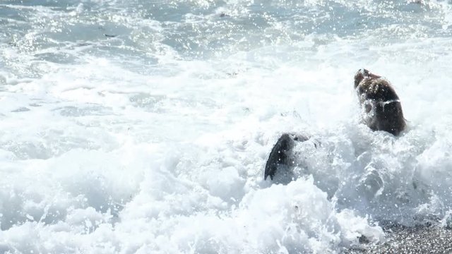 Sea Lion (Zalophus) haves fun in the Atlantic waves near the town of Caleta Olivia in Argentina