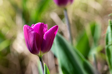 Obraz premium Purple tulip against blurred green background