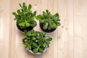 Succulent houseplant Crassula ovata in a pot on rustic background
