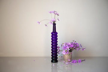 Hepatica purple flowers with fallen petals in a two glass vases isolated on gray background.