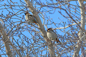 Bombycilla garrulus. Two whistlers in early spring on a tree in Siberia