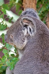 Koala im Eucaplyptusbaum