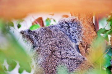 Koala im Eucaplyptusbaum