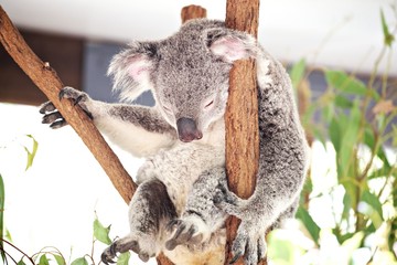 Koala im Eucaplyptusbaum