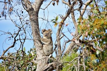 Koala im Eucaplyptusbaum