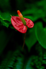 close-up with beautiful flowers in the garden full of vegetation