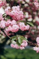 Sakura blossom in beautiful natural park. Pink sakura flowers on the blurred background with the sakura tree. Springtime. Bloom cherry tree from Japan. Vertical picture