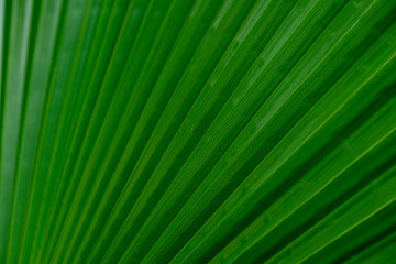 background with a green palm leaf