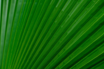 Obraz premium background with a green palm leaf