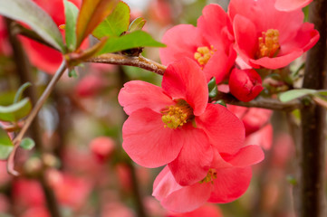 Beautiful pink and red henomeles flowers. Shrub without leaves blooms in early spring. Delicate petals and yellow stamens and pistils with nectar. Greeting card or bouquet. Symbol of awakening nature