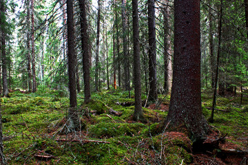 Deep in the northern forests