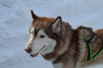 siberian husky puppy