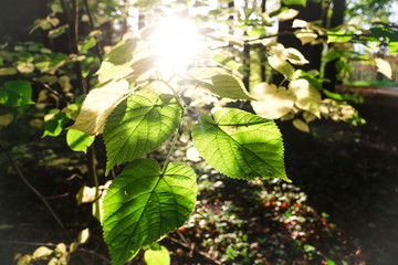 Sonne überstrahlt fröhlich grüne Blätter in einem dunklen Wald