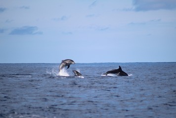 Dolphin 