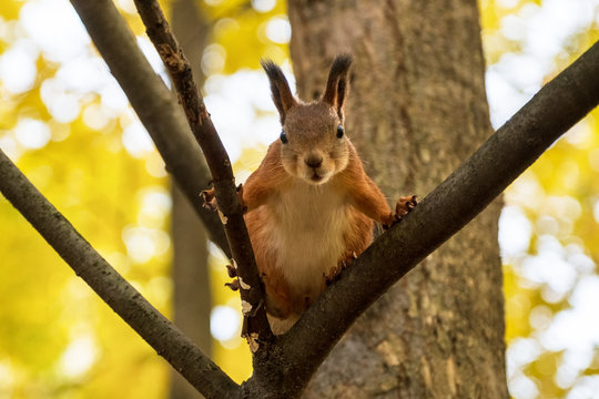 Squirrel In Autumn Park Scene. Autumn Squirrel Portrait.