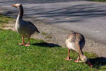 Graugans Paar auf Wiese
