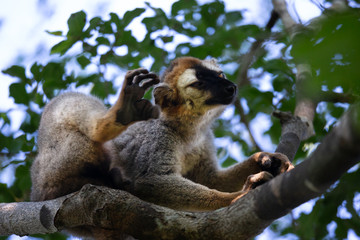 A lemur sits on a branch and scratches behind the ear