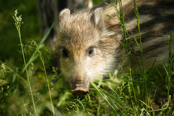 Adorable marcassin dans l'herbe d'une foret d'Europe
