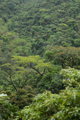 Green trees in spring mountains