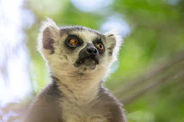 A portrait of a ring-tailed lemur on a tree
