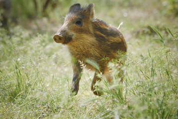 Adorable marcassin dans l'herbe d'une foret d'Europe