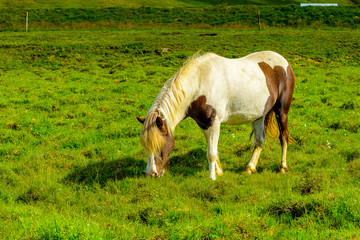 Naklejka na ściany i meble Beautiful Icelandic horses grazing 