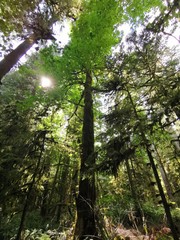 Wald, Sonnenstrahlen