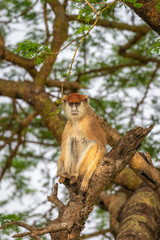 Patas monkey or hussar monkey looking for danger, Murchison Falls National Park, Uganda.