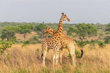 Two male giraffes ( Giraffa camelopardalis rothschildi) fighting each other, this is the part of a dance of two giraffes, , Murchison Falls National Park, Uganda.