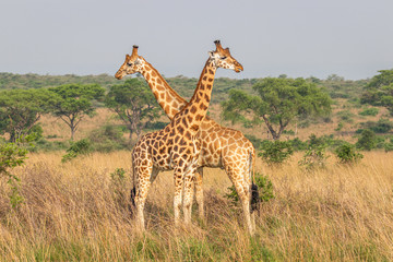 Two male giraffes ( Giraffa camelopardalis rothschildi) fighting each other, this is the part of a dance of two giraffes, , Murchison Falls National Park, Uganda.