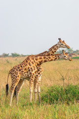 Two male giraffes ( Giraffa camelopardalis rothschildi) fighting each other, this is the part of a dance of two giraffes, , Murchison Falls National Park, Uganda.