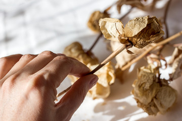 Dried roses in a female hand on a white bed in the background with sunlight